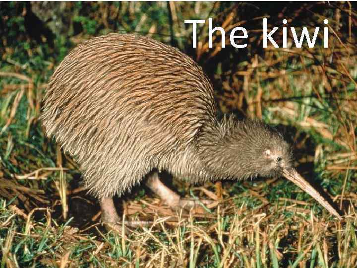  The kiwi 