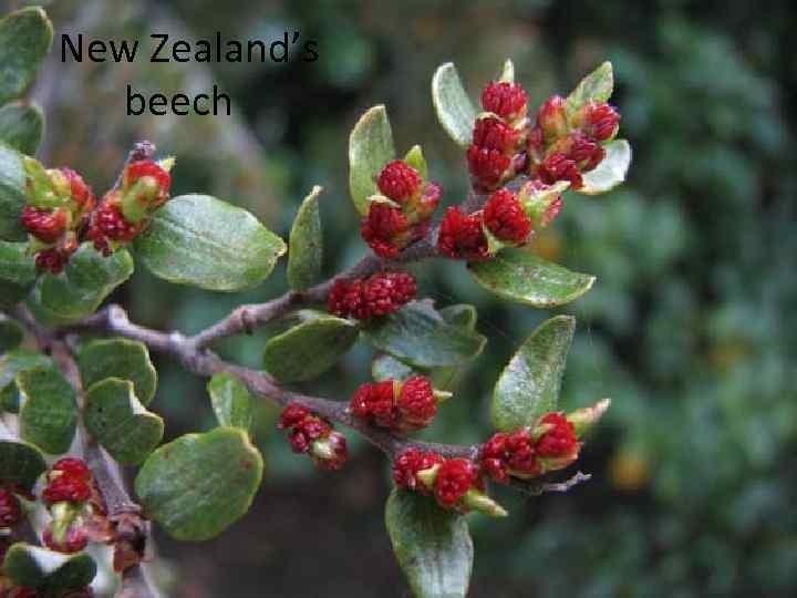  New Zealand’s beech 