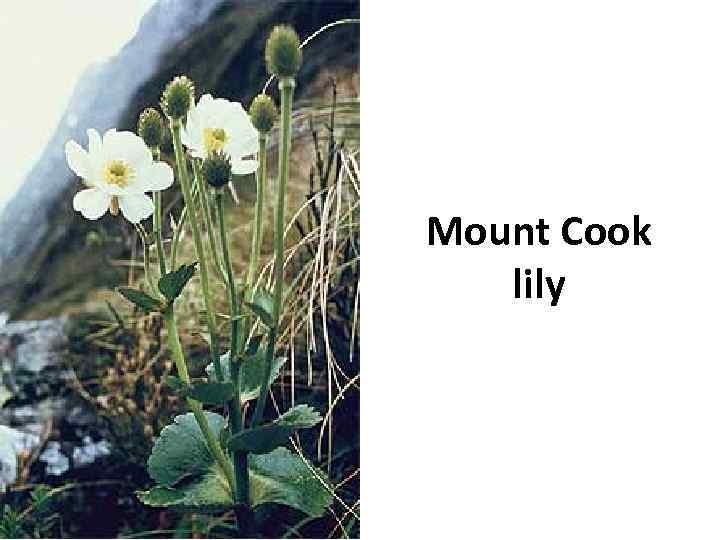 Mount Cook lily 