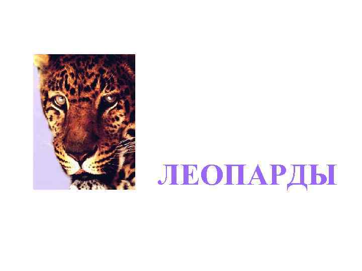 ЛЕОПАРДЫ 