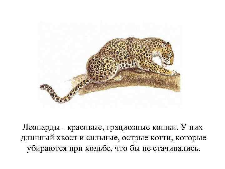Леопарды - красивые, грациозные кошки. У них длинный хвост и сильные, острые когти, которые