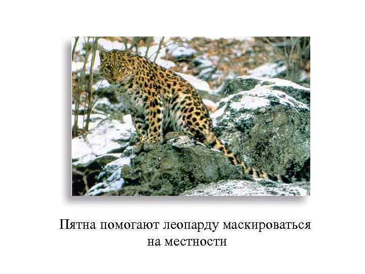Пятна помогают леопарду маскироваться на местности 