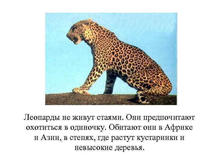 Леопарды не живут стаями. Они предпочитают охотиться в одиночку. Обитают они в Африке и