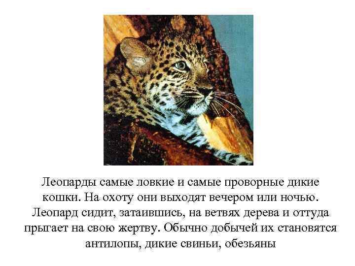 Леопарды самые ловкие и самые проворные дикие кошки. На охоту они выходят вечером или