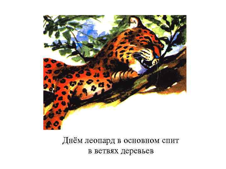 Днём леопард в основном спит в ветвях деревьев 