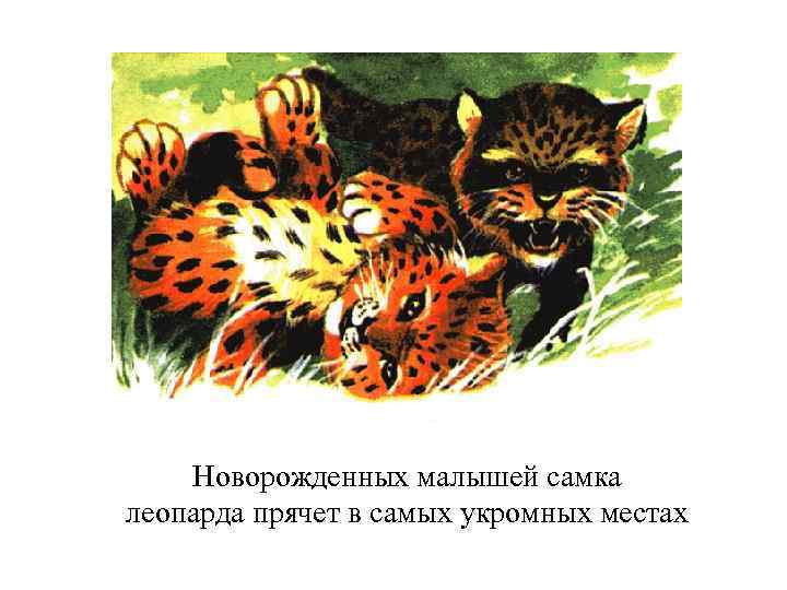 Новорожденных малышей самка леопарда прячет в самых укромных местах 