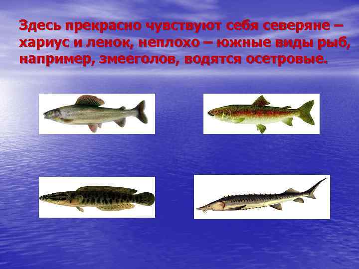 Здесь прекрасно чувствуют себя северяне – хариус и ленок, неплохо – южные виды рыб,