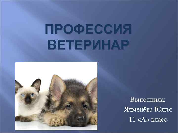 ПРОФЕССИЯ ВЕТЕРИНАР Выполнила: Ячменёва Юлия 11 «А» класс 