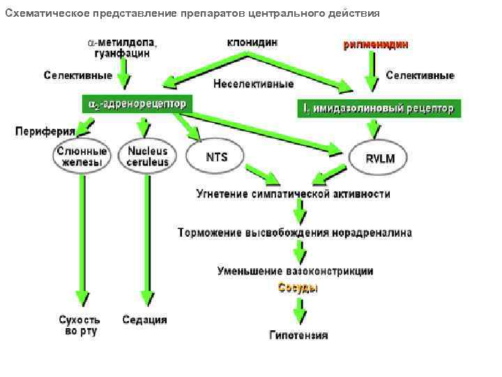 Схематическое представление препаратов центрального действия 