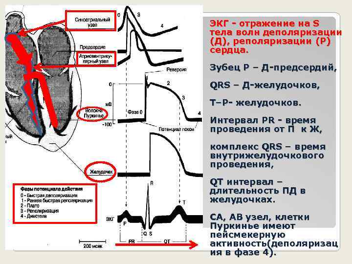 ЭКГ - отражение на S тела волн деполяризации (Д), реполяризации (Р) сердца. Зубец Р
