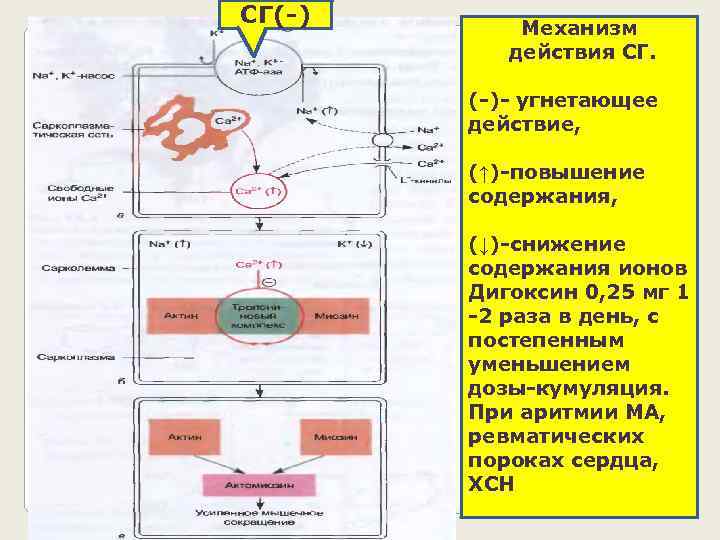 СГ(-) Механизм действия СГ. (-)- угнетающее действие, (↑)-повышение содержания, (↓)-снижение содержания ионов Дигоксин 0,
