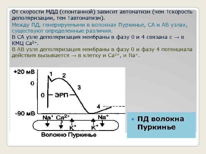 От скорости МДД (спонтанной) зависит автоматизм (чем ↑скорость деполяризации, тем ↑автоматизм). Между ПД, генерируемыми