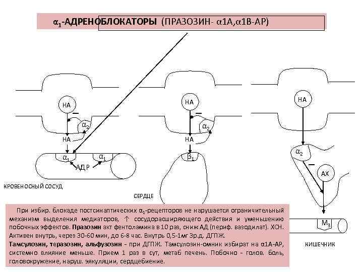 α 1 -АДРЕНОБЛОКАТОРЫ (ПРАЗОЗИН- α 1 А, α 1 В-АР) α 2 НА α