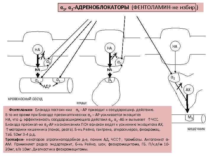 α 1, α 2 -АДРЕНОБЛОКАТОРЫ (ФЕНТОЛАМИН-не избир. ) α 2 НА α 1 НА