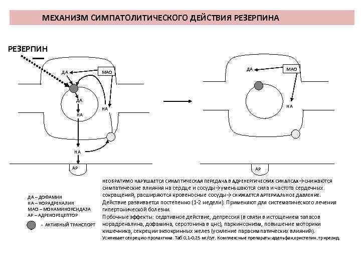 МЕХАНИЗМ СИМПАТОЛИТИЧЕСКОГО ДЕЙСТВИЯ РЕЗЕРПИНА РЕЗЕРПИН ДА МАО ДА НА НА АР АР НЕОБРАТИМО НАРУШАЕТСЯ