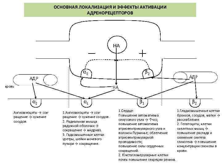 ОСНОВНАЯ ЛОКАЛИЗАЦИЯ И ЭФФЕКТЫ АКТИВАЦИИ АДРЕНОРЕЦЕПТОРОВ НА АДР β 2 α 2 АДР НА