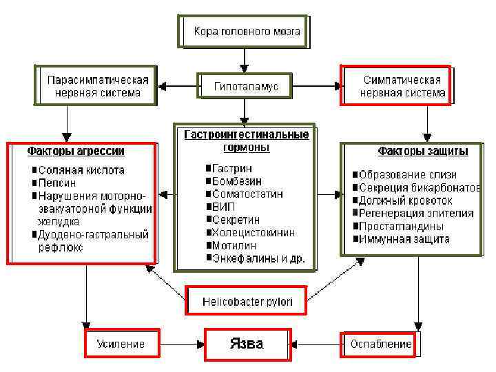 Средства влияющие на пищеварительную систему фармакология презентация