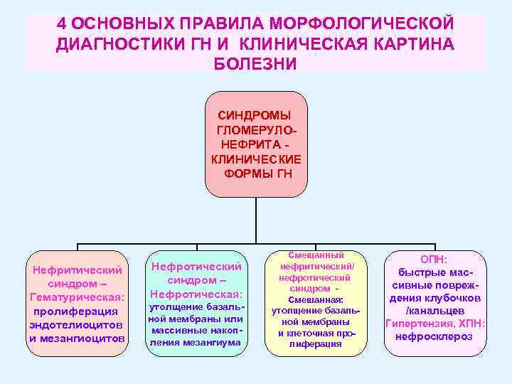 4 ОСНОВНЫХ ПРАВИЛА МОРФОЛОГИЧЕСКОЙ ДИАГНОСТИКИ ГН И КЛИНИЧЕСКАЯ КАРТИНА БОЛЕЗНИ СИНДРОМЫ ГЛОМЕРУЛОНЕФРИТА КЛИНИЧЕСКИЕ ФОРМЫ