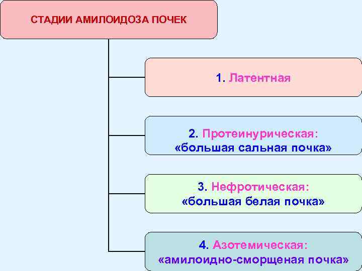 СТАДИИ АМИЛОИДОЗА ПОЧЕК 1. Латентная 2. Протеинурическая: «большая сальная почка» 3. Нефротическая: «большая белая