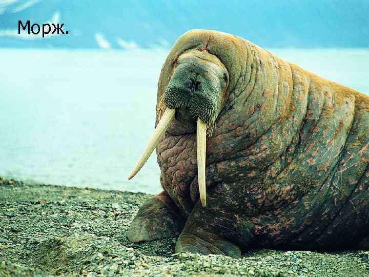 Морж. 