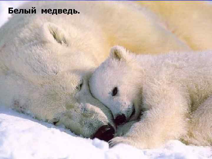 Белый медведь. 