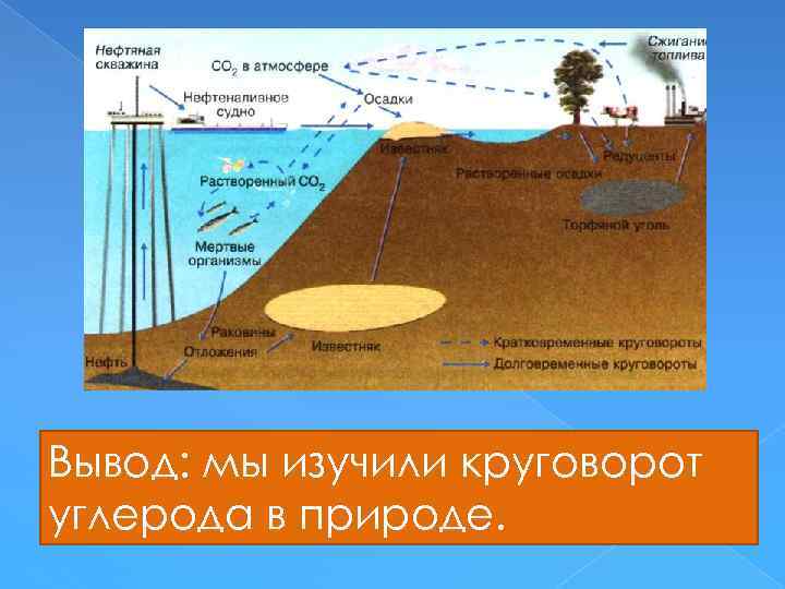 Вывод: мы изучили круговорот углерода в природе. 