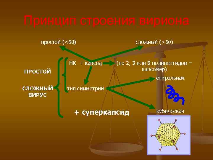 Принцип строения вириона простой (<60) НК + капсид ПРОСТОЙ СЛОЖНЫЙ ВИРУС сложный (>60) (по