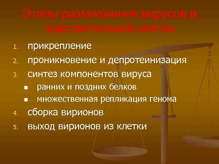 Этапы размножения вирусов в чувствительной клетке 1. 2. 3. прикрепление проникновение и депротеинизация синтез