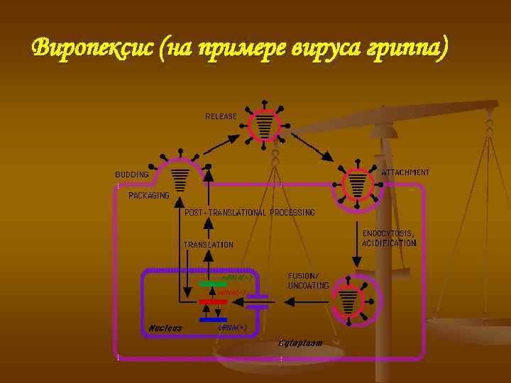 Виропексис (на примере вируса гриппа) 