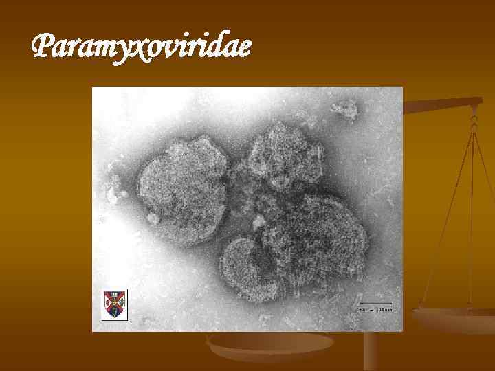 Paramyxoviridae 