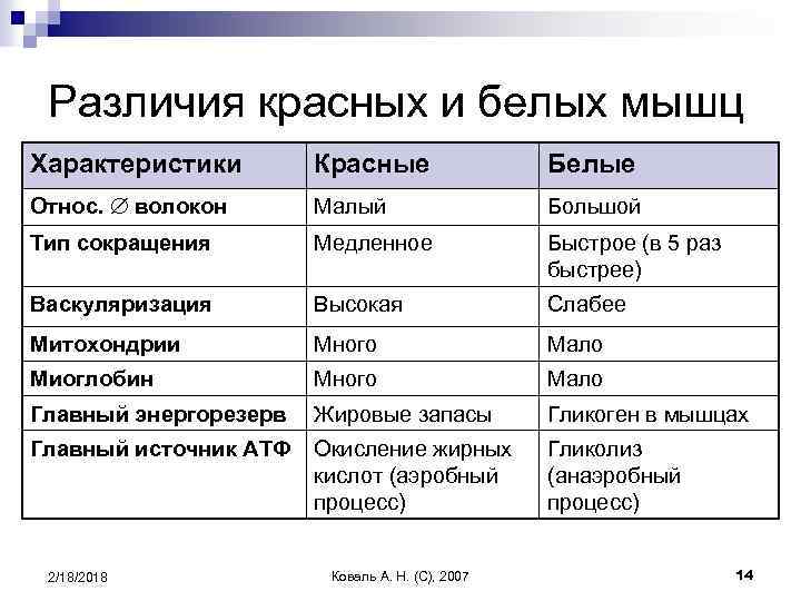 Различия красных и белых мышц Характеристики Красные Белые Относ. волокон Малый Большой Тип сокращения