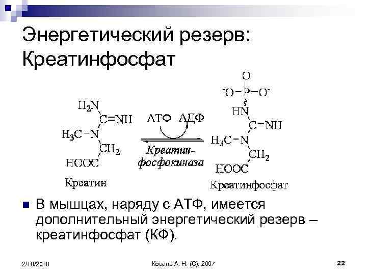 Энергетический резерв: Креатинфосфат n В мышцах, наряду с АТФ, имеется дополнительный энергетический резерв –