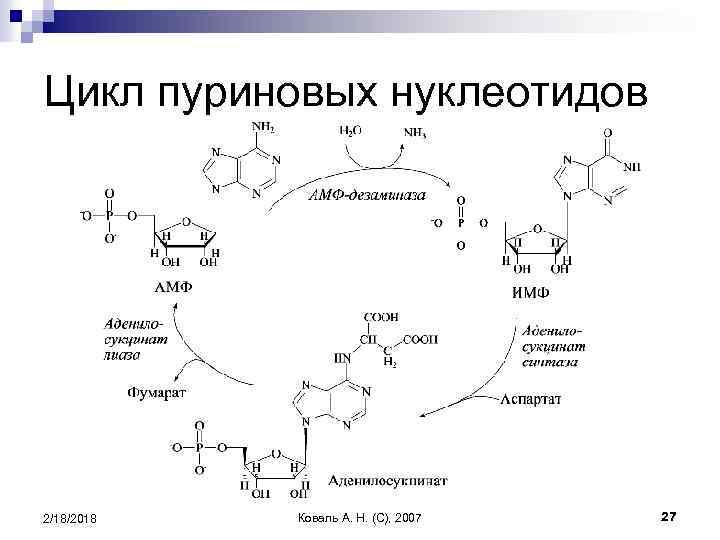 Распад пуриновых. Схема синтеза пуриновых нуклеотидов. Пуриновый цикл. Синтез ИМФ биохимия. Синтез пуринов биохимия.