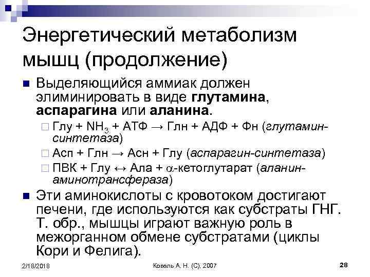 Энергетический метаболизм мышц (продолжение) n Выделяющийся аммиак должен элиминировать в виде глутамина, аспарагина или