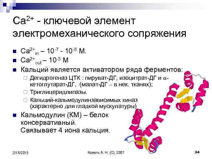 Ca 2+ - ключевой элемент электромеханического сопряжения n n n Ca 2+in – 10