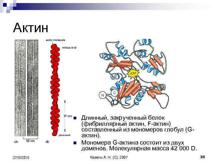 Актин входит в состав. Строение актина биохимия. Функции актина биохимия. Из чего состоит актин. Белок актин биохимия.