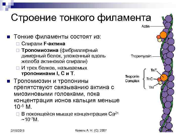 Строение тонкого филамента n Тонкие филаменты состоят из: Спирали F-актина ¨ Тропомиозина (фибриллярный димерный