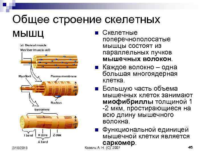 Общее строение скелетных n Скелетные мышц поперечнополосатые n n n 2/18/2018 мышцы состоят из