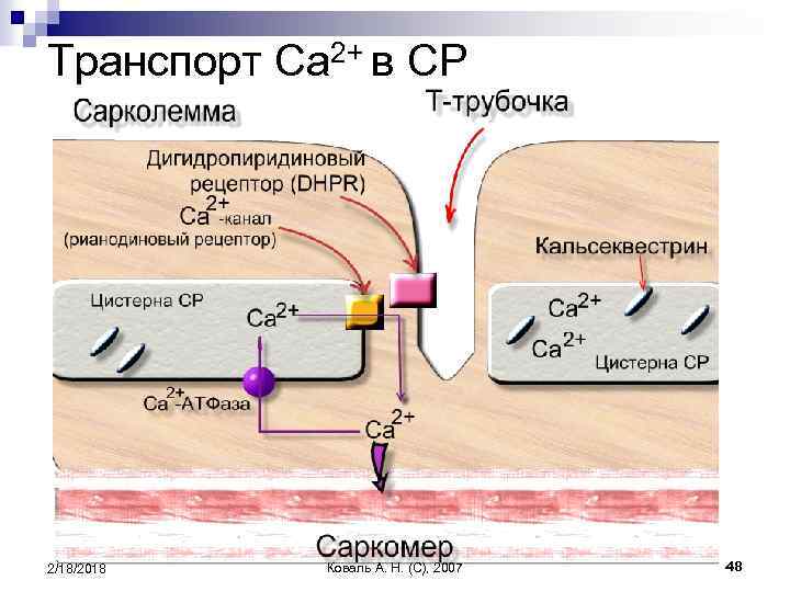 Транспорт Ca 2+ в СР 2/18/2018 Коваль А. Н. (C), 2007 48 