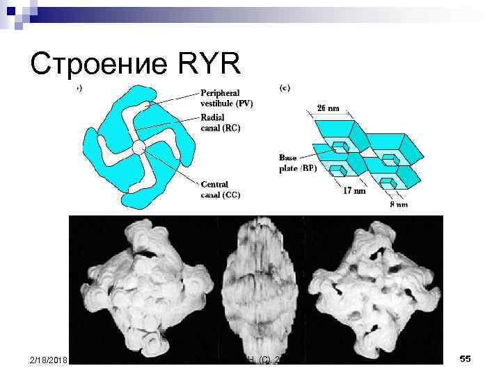 Строение RYR 2/18/2018 Коваль А. Н. (C), 2007 55 
