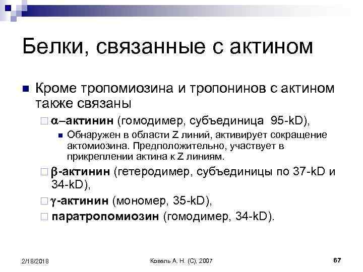 Белки, связанные с актином n Кроме тропомиозина и тропонинов с актином также связаны ¨