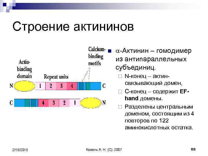 Строение актининов n a-Актинин – гомодимер из антипараллельных субъединиц. N-конец – актинсвязывающий домен, ¨