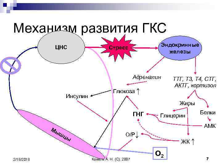 Механизм развития ГКС ЦНС Эндокринные железы Стресс Адреналин Инсулин Глюкоза ↑ ТТГ, T 3,