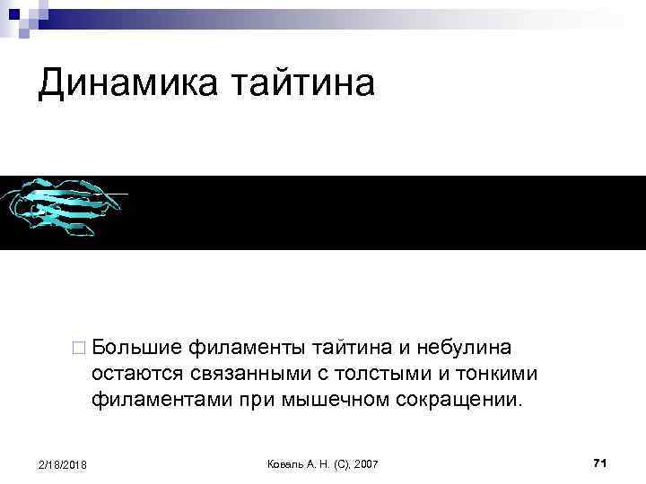 Динамика тайтина ¨ Большие филаменты тайтина и небулина остаются связанными с толстыми и тонкими