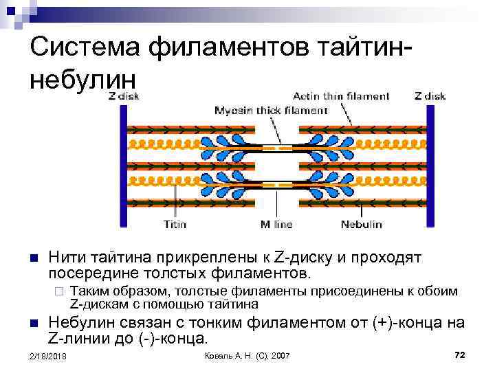 Система филаментов тайтиннебулин n Нити тайтина прикреплены к Z-диску и проходят посередине толстых филаментов.
