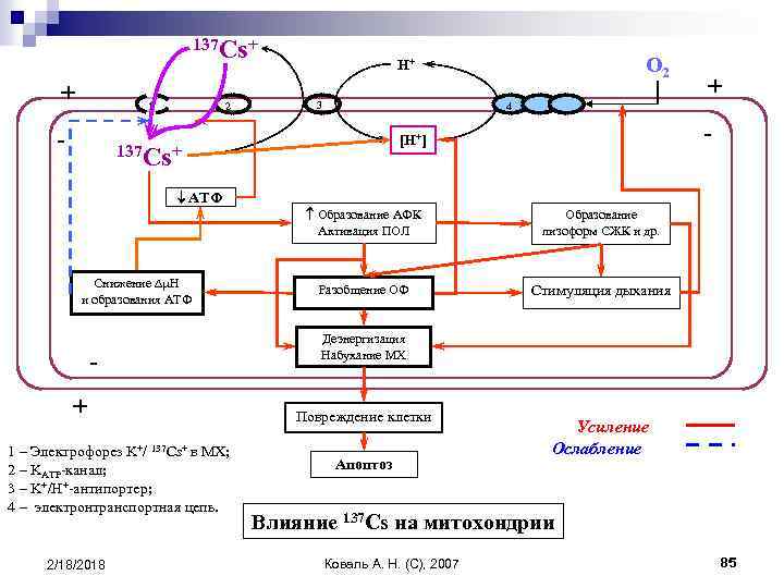137 Cs+ + 2 1 - 3 Снижение H и образования АТФ + 1