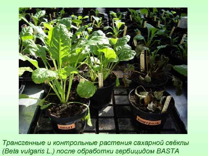 Трансгенные и контрольные растения сахарной свёклы (Beta vulgaris L. ) после обработки гербицидом BASTA