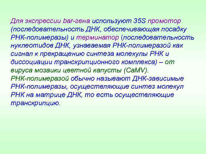 Для экспрессии bar-гена используют 35 S промотор (последовательность ДНК, обеспечивающая посадку РНК-полимеразы) и терминатор