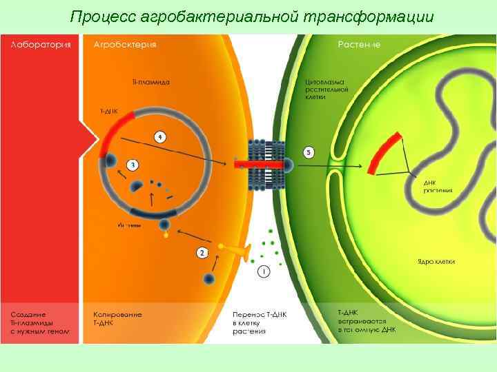 Процесс агробактериальной трансформации 
