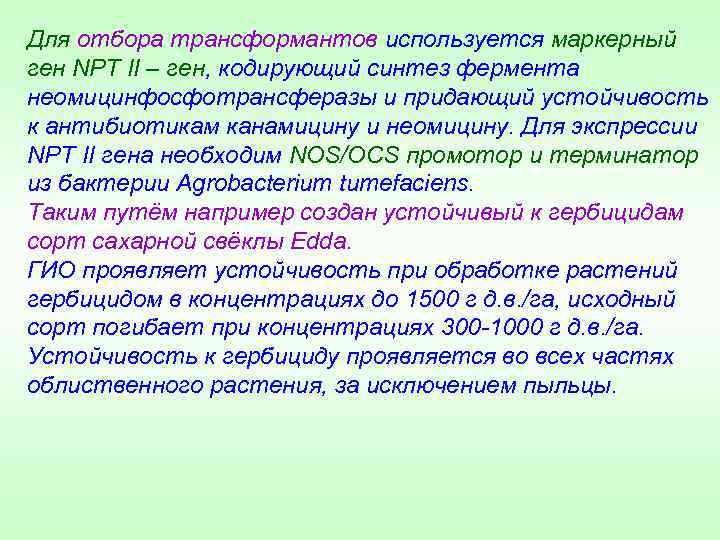 Для отбора трансформантов используется маркерный ген NPT II – ген, кодирующий синтез фермента неомицинфосфотрансферазы